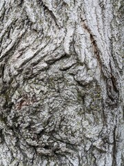 Close Up Tree Bark