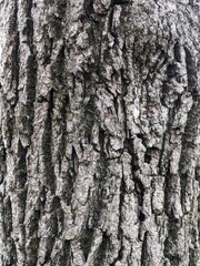 Fototapeta premium Close Up Tree Bark