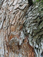Close Up Tree Bark