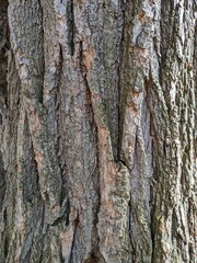 Close Up Tree Bark
