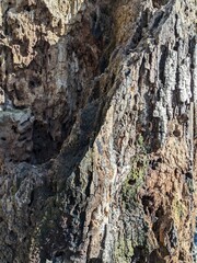 Close Up Tree Bark