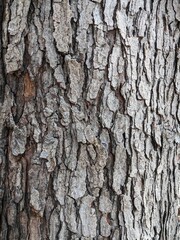 Fototapeta premium Close Up Tree Bark