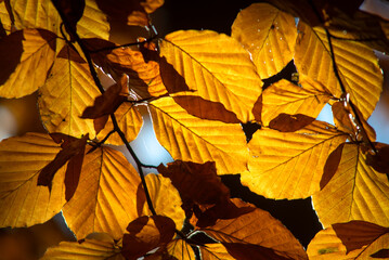 Jesienne liście na drzewie  © Jakub