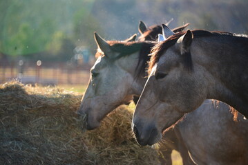 Horses eating hay © Amy Diamond