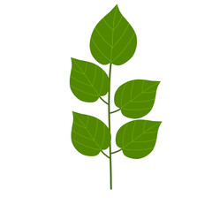 
Illustration of green betel leaves. Illustration of betel leaves a healthy and efficacious herbal plant