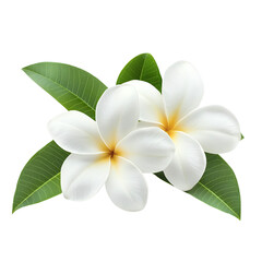 Fototapeta premium Two beautiful white frangipani flowers with green leaves on a white isolated background. transparent background