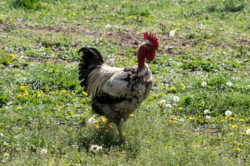 Bald-necked cock