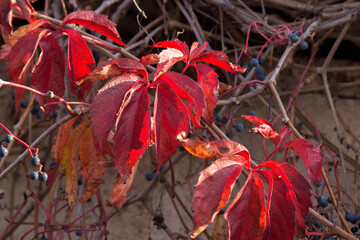 Wild grape (Parthenocissus)