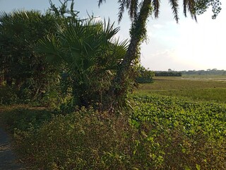 beautiful view of the park, Nature background
