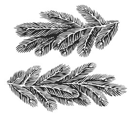 Christmas fir tree spruce branch with needles. Hand drawn sketch vector illustration
