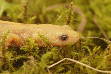Closeup on a flavistic white Italian crested newt, Triturus carnifex with Dorsal Stripe on Moss