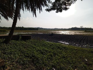 Landscape view of the rice fields in the countryside of Thailand.