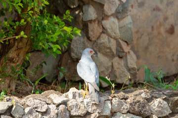 Obraz premium Shikra Accipiter badius goshawk with striking orange eyes and a sharp, hooked beak stands alert on a stone wall, showcasing its sleek grey and white plumage in urban garden