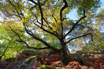 Autumn season in the Cuvier-Châtillon rock. Fontainebleau forest