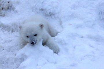 Animals concept. Polar bear family with cubs on snow. 