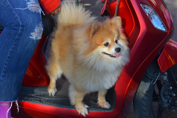 Pomeranian in car