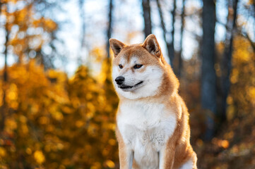 Portrait of red Shiba inu dog outdoors at Autumn