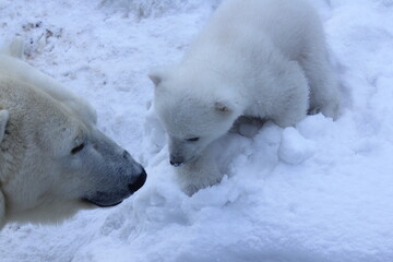 Animals concept. Polar bear family with cubs on snow. 