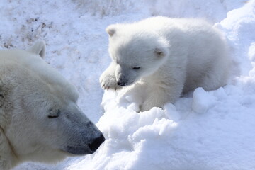 Animals concept. Polar bear family with cubs on snow. 