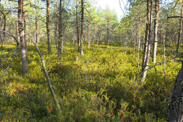 Riding bogs in the Moscow region, Russia, in the National reserve Crane Homeland. Pine trees