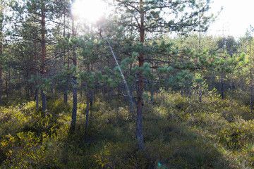 Riding bogs in the Moscow region, Russia, in the National reserve Crane Homeland. Pine trees