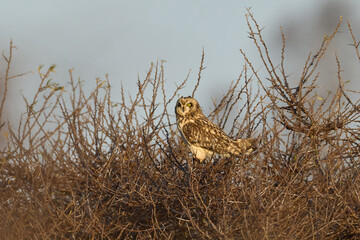Short-eared owl (Asio flammeus)