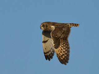 Short-eared owl (Asio flammeus)