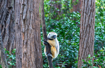 Fototapeta premium A Verreaux's(Diademed) Sifaka clings to a tree in a lush forest. The sifaka has white and yellow fur with dark hands and feet. Andasibe Reserve, Madagascar.