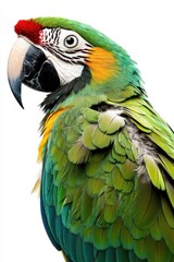 Fototapeta premium A close-up of a parrot's face showcasing its vivid feathers and beak.