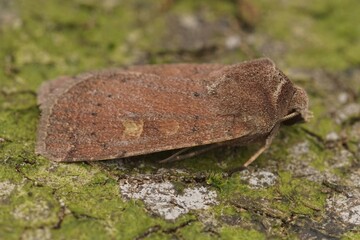 Detailed closeup on the square spot Rustic moth, Xestia xanthographa