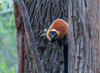 A Red Ruffed Lemur perched on a tree branch. The lemur has a striking red fur coat and a black face with bright yellow eyes. Andasibe Reserve, Madagascar.