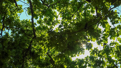 A view looking up into a lush, sunlit canopy of an oak tree, with dappled sunlight filtering through the leaves on a sunny summer day.