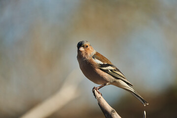  pinzón vulgar (Fringilla coelebs) en el estanque