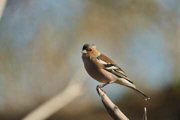  pinzón vulgar (Fringilla coelebs) en el estanque