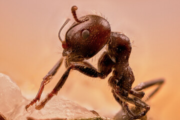 Hormiga Roja Europea (Formica rufa) macro extremo