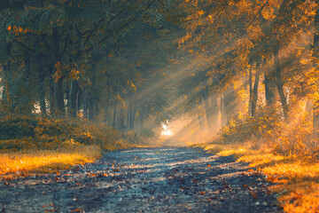 Jesienny wschód słońca, piękny widok, krajobraz. Mglisty poranek i pierwsze słoneczne promienie, tło natury, tapeta © anettastar