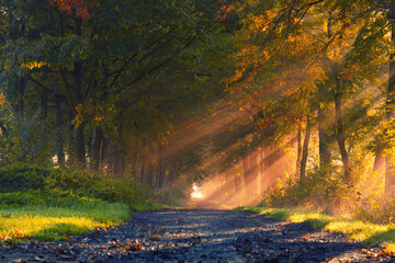 Jesienny wschód słońca, piękny widok, krajobraz. Mglisty poranek i pierwsze słoneczne promienie, tło natury, tapeta © anettastar