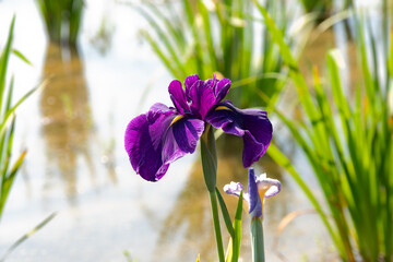 Japanese Iris blooming by the water