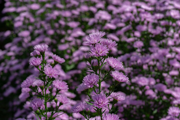A cluster of pale purple chrysanthemums