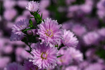 A cluster of pale purple chrysanthemums