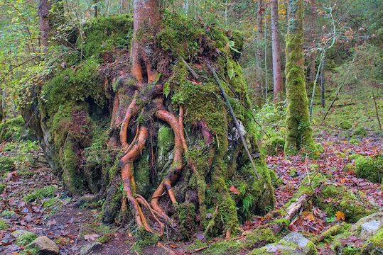An ancient tree with exposed roots intricately woven across a mossy hill in a dense forest. The intertwined roots, reddish brown and textured, hold tightly to the ground. Rich autumn colors.