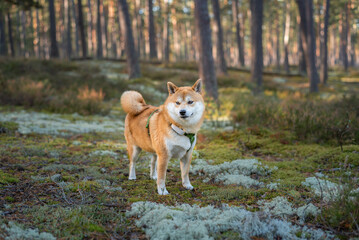 Shiba inu dog, equipped with harness and GPS tracker, is is standing on the moss in the pine forest on sunny morning