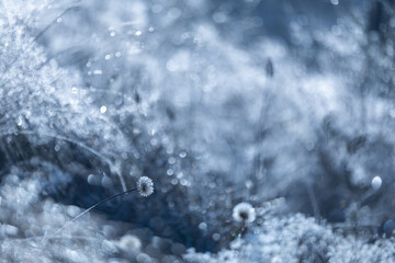 Zimowa łąka i poranne światło, szron i mróz,  rośliny w ujęciu makro, efekt bokeh, tło, tapeta do projektu © anettastar