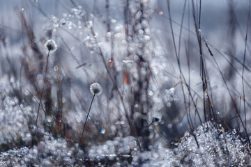 Zimowa łąka i poranne światło, szron i mróz,  rośliny w ujęciu makro, efekt bokeh, tło, tapeta do projektu © anettastar
