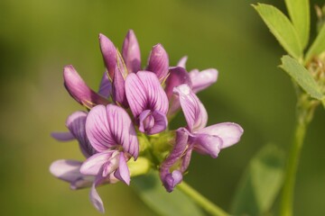 Obraz premium Closeup on a Purple Crown Vetch, Medicago sativa Flower