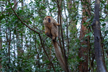 A close-up photograph of a brown lemur(Eulemur fulvus)  perched on a tree branch, peeking out from the lush foliage of the Andasibe Reserve in Madagascar.