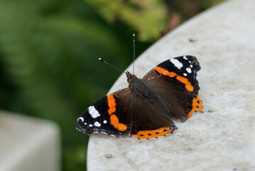 Red admiral butterfly (Vanessa Atalanta) sitting on stone in Zurich, Switzerland © Janine