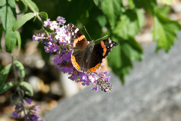 Red admiral butterfly (Vanessa Atalanta) perched on summer lilac in Zurich, Switzerland