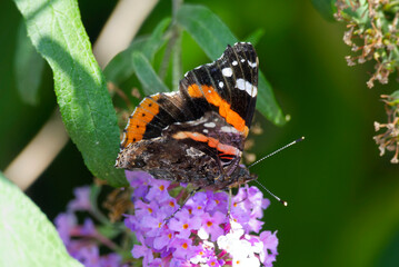 Red admiral butterfly (Vanessa Atalanta) perched on summer lilac in Zurich, Switzerland