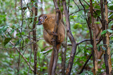 A close-up photograph of a brown lemur(Eulemur fulvus)  perched on a tree branch, peeking out from the lush foliage of the Andasibe Reserve in Madagascar.